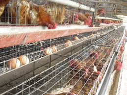 Tempat Pakan Kandang Ayam Petelur