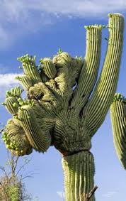 Image result for saguaro cactus