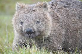 Image result for wombat