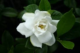 Risultati immagini per gardenia