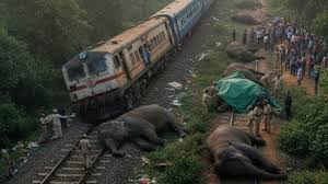 Eight elephants killed in Assam after Rajdhani Express ...