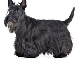 Immagine di Scottish Terrier dog breed