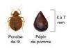Reconnatre les punaises de lit et en prvenir laposinfestation - Conseils