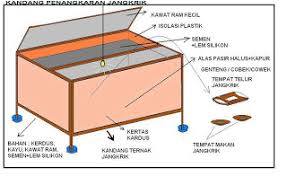 Jangkrik merupakan salah satu serangga yang sering dijadikan pakan burung Budidaya Jangkrik Sebagai Pakan Tambahan Burung