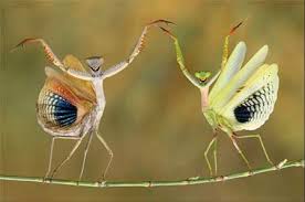 Image result for ‫ عکس های جالب از طبیعت‬‎