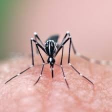 SİVRİSİNEK ile ilgili görsel sonucu