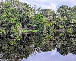 Image of Amazon Rainforest, Brazil