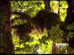 Image result for organisms and their environment