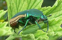 Résultat de recherche d'images pour "metallic green fig beetle"