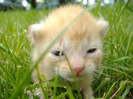 Image result for crazy animals