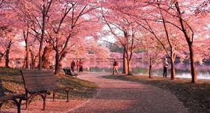 Hasil gambar untuk bunga sakura seoul