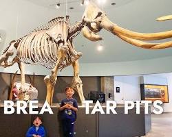 Image of Brea Fossil Shop, Southern California