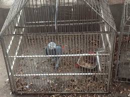 Image result for african grey parrot for sale