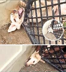 dog trapped in debris cries for help