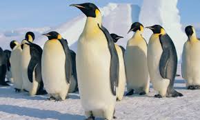 Image result for penguin