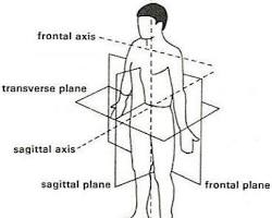 Image of Longitudinal axis anatomy