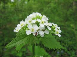 Image result for garlic mustard