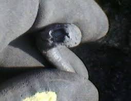 Bildergebnis für brand photovoltaik