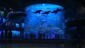 Résultat de recherche d'images pour "le monde de dory"