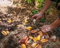 รูปภาพทำปุ๋ยหมักจากเศษวัสดุเหลือใช้ทางการเกษตร