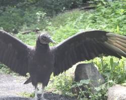 Image of vulture in New York City