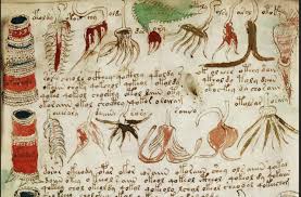 Risultati immagini per codice voynich pdf