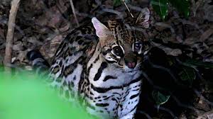 Terceiro maior felino do Brasil surge no quintal de uma casa no interior de SP
