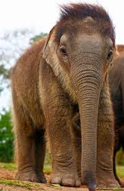 Bildergebnis für snuffaluffagus