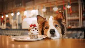 Gaufres en coeur et Doggoccino : la première boulangerie pour chiens ouvre ses portes à Paris et c'est du jamais vu !