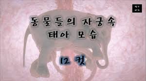 자궁속 태아에 대한 이미지 검색결과