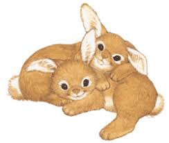 Image result for RABBIT