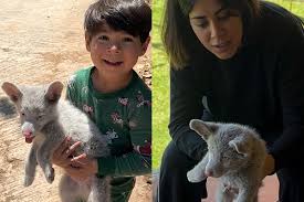 Pai tenta convencer filho a deixar filhote encontrado na estrada, menino se recusa e ganha o coração da mãe