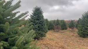 Guide to Christmas tree farms in the Rochester area