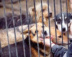 Image of Kids interacting with a dog at a shelter