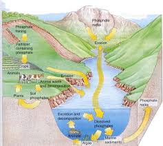 Image result for organisms and their environment