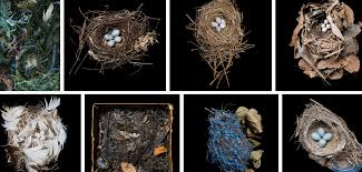 Image result for birds nests images