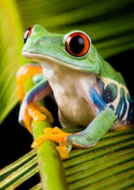 Image result for tropical rainforest