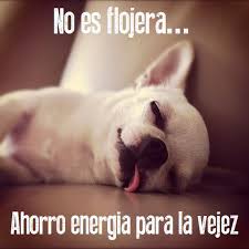 Resultado de imagen para frases graciosas