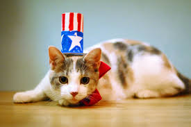 Image result for patriotic cats