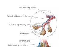 Image of Alveoli anatomy diagram