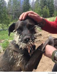 Dog's Painful Encounter With Porcupine Leaves Face Covered ...