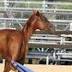 Six wild horses to be rehomed after being found safety risk