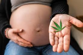 Impact of Maternal CBD Use During Pregnancy on Offspring Behavior - 1