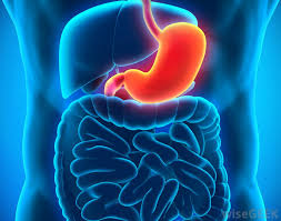Image result for human stomach