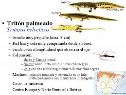 Resultado de imagen de ciencias marinas uvigo anfibios