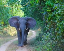 Image of African elephant Rubondo Island Tanzania