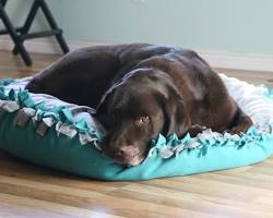 DIY pet bed made of soft fabricの画像