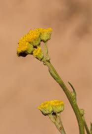 Image result for Nidorella spartioides