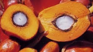 Image result for crude palm OIL