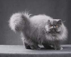 Image of Cat Persian